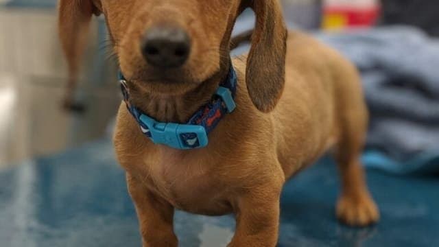 Your Pet’s Health Is Important to Us at Ballantyne Veterinary Clinic
