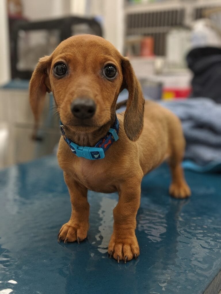 Ballantyne veterinary clinic